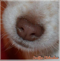 Chi-Love.de | Chihuahua | Swiffer Chihuahua | Sinne und Nervensystem Gehörsinn Gesichtssinn Geruchs- und Geschmacksinn Tast- und Temperatursinn Schmerzsinn