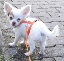 Chi-Love.de | Der 1. Spaziergang mit Deinem Chihuahua-Welpen | Foto: Swiffer Chihuahua 