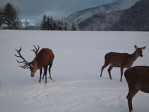 Rotwildlebendverkauf, Zuchtwild, Abwurfstangen