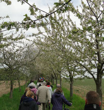 Schweigend durch die Obstblüte