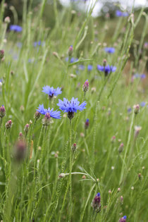 Bleuets dans les champs