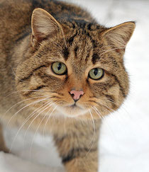 felix Silvestris o Gatto Selvatico