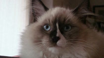 Savannah a 4 mesi