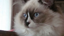 Savannah di Siberiani di Lady