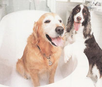 犬洗い場