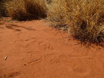 Northern Territory, near Uluru