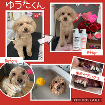 ゆうたくん Dog Salon Sakura ページ