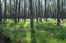 La forêt landaise