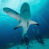 Grey reef sharks