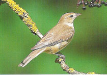 Die häufigsten Gartenvögel in unserer Gartenanlage auf einen Blick