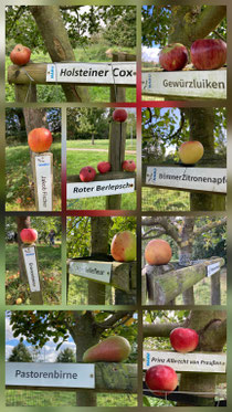 Obstsorten auf den Streuobstwiesen (Fotos: NABU Lindhorst/H. Krzykowski)