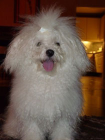 *BENJI*