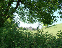 Dowriche House, near Crediton, behind the trees