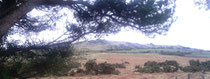 Looking towards Sourton Tor