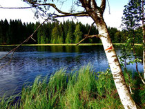 Wanderung durch die Syrauer / Kauschwitzer Heide