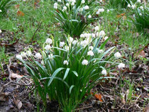 Frühling in der Sächsischen Schweiz