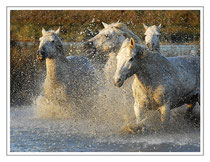 Magnifiques chevaux de Camargue en liberté