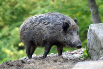 Zeit der Wildwechsel! Bild: google