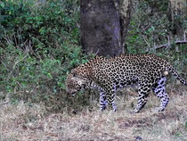 leopardo tsavo ovest in2kenya safari watamu kenya 