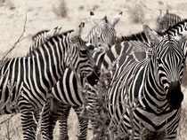 zebre - tsavo est in2kenya safari watamu kenya 