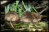 Biber in der Nacht beim Fressen (Bildautor Kaltenegger)