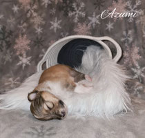 Azumi of Dremy (vergeben)