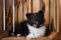 Domino