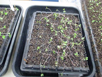 葉牡丹のポットへの仮植えです まちなかのみどり 大阪