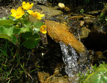 Wasser untersuchen macht wohl jedem Kind Spaß