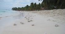 Isla Saona
