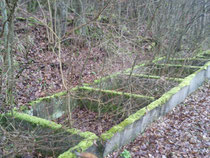 auf dem Holzweg