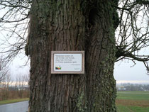 ein schlauer Spruch vom ollen Morgenstern