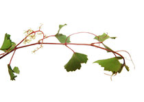 Vine