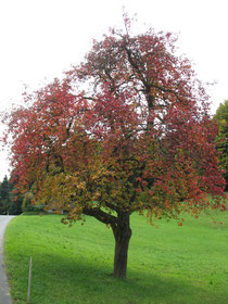 Birnbaum im Herbst