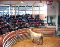 Marché au cadran du Charolais