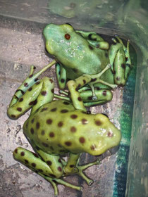 Dendrobates auratus Manchado 