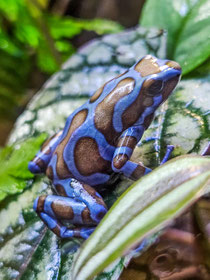 Dendrobates auratus Superblue 