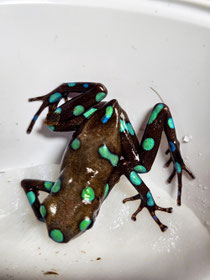 Dendrobates auratus Lago Bayano 