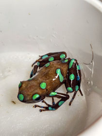 Dendrobates auratus Lago Bayano 