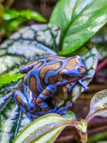 Dendrobates auratus Superblue 