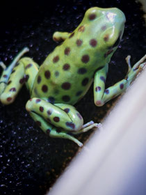 Dendrobates auratus Manchado 