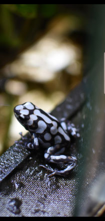 Dendrobates Auratus Pena Blanca 
