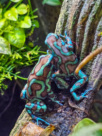 Dendrobates auratus Bronce Birkhahn 