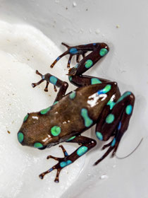 Dendrobates auratus Lago Bayano 