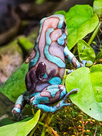 Dendrobates auratus Bronce Birkhahn 