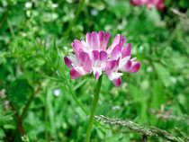 アライズと蓮華草 リテールアライズ Retail Allies Inc 小売繁盛応援し隊