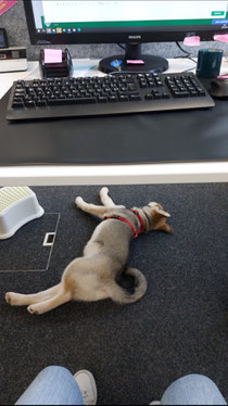 Malo au bureau