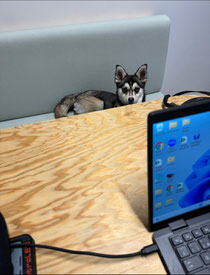 Flocky au bureau