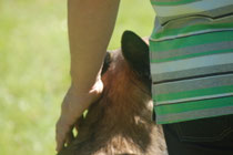 Sultan, berger Belge Malinois, victime de maltraitance, avec son nouveau maître.