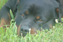 Willow, rottweiller